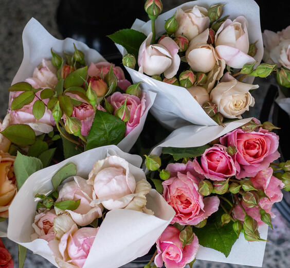 Garden Roses