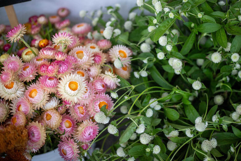 Strawflower & Gomphrena Strawflower & Gomphrena